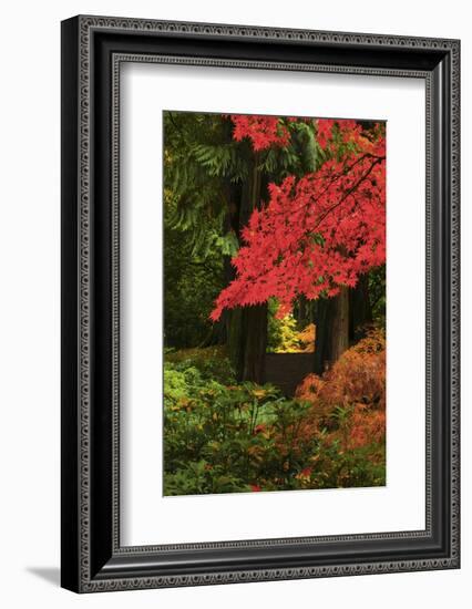 Autumn at Portland Japanese Garden, Portland, Oregon, USA-Michel Hersen-Framed Photographic Print