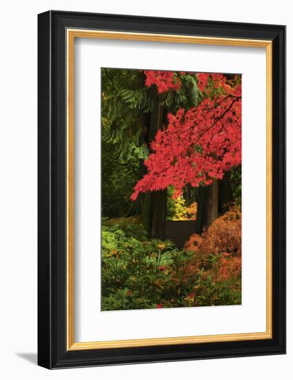 Autumn at Portland Japanese Garden, Portland, Oregon, USA-Michel Hersen-Framed Photographic Print