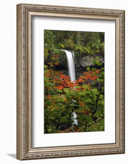 Autumn at South Falls, Silver Falls State Park, Oregon, USA-Michel Hersen-Framed Photographic Print