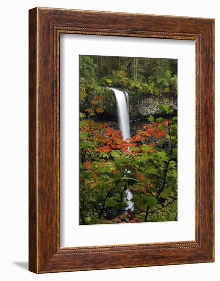 Autumn at South Falls, Silver Falls State Park, Oregon, USA-Michel Hersen-Framed Photographic Print