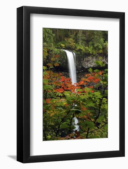 Autumn at South Falls, Silver Falls State Park, Oregon, USA-Michel Hersen-Framed Photographic Print