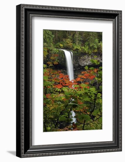 Autumn at South Falls, Silver Falls State Park, Oregon, USA-Michel Hersen-Framed Photographic Print