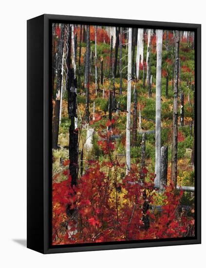 Autumn at the Santiam Pass, Oregon, USA-Michel Hersen-Framed Premier Image Canvas