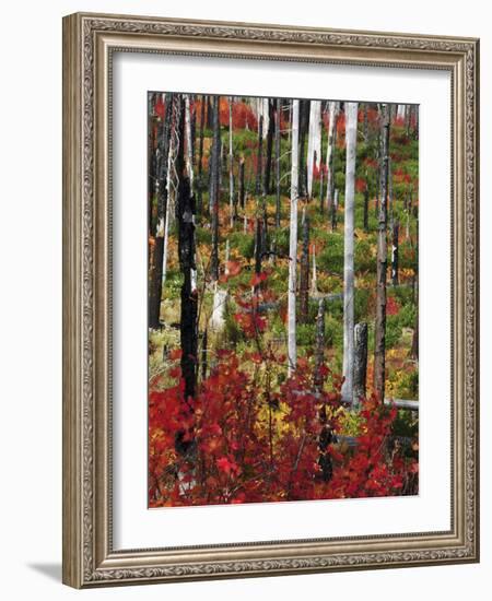 Autumn at the Santiam Pass, Oregon, USA-Michel Hersen-Framed Photographic Print