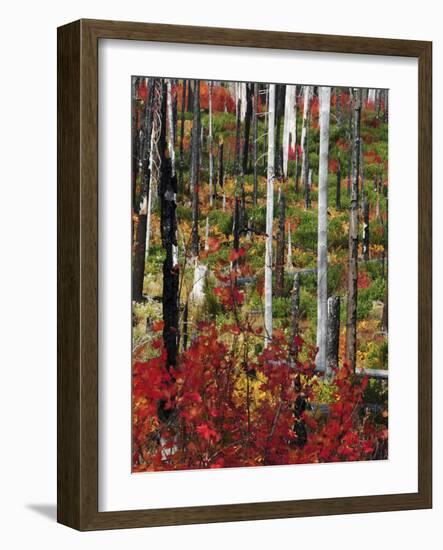Autumn at the Santiam Pass, Oregon, USA-Michel Hersen-Framed Photographic Print