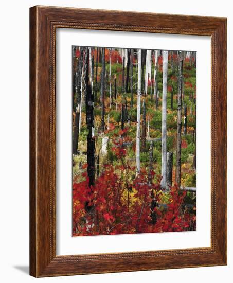 Autumn at the Santiam Pass, Oregon, USA-Michel Hersen-Framed Photographic Print