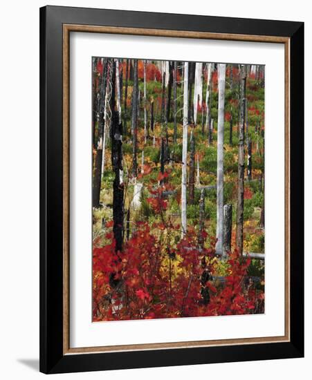 Autumn at the Santiam Pass, Oregon, USA-Michel Hersen-Framed Photographic Print