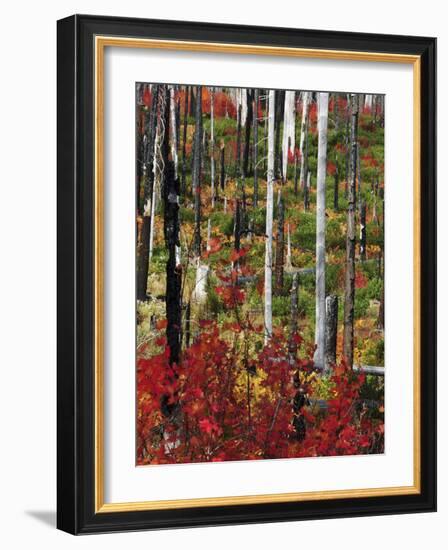 Autumn at the Santiam Pass, Oregon, USA-Michel Hersen-Framed Photographic Print