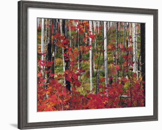 Autumn at the Santiam Pass, Oregon, USA-Michel Hersen-Framed Photographic Print