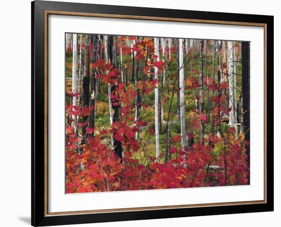 Autumn at the Santiam Pass, Oregon, USA-Michel Hersen-Framed Photographic Print