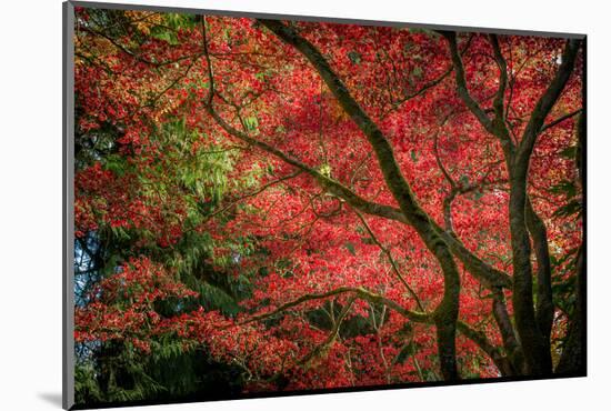 Autumn Beauty-Tim Oldford-Mounted Photographic Print