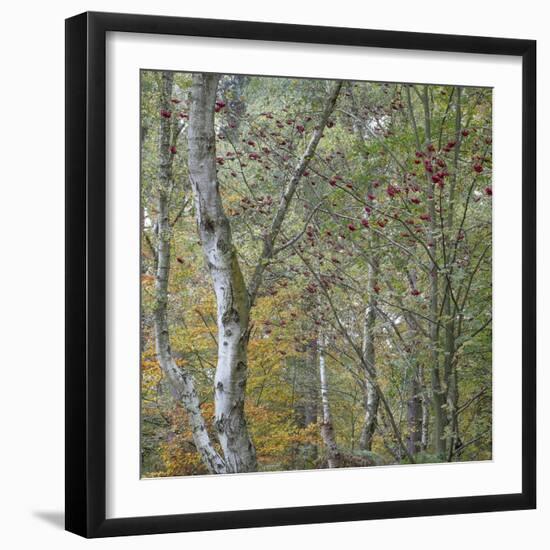 Autumn Beckoning-Doug Chinnery-Framed Photographic Print