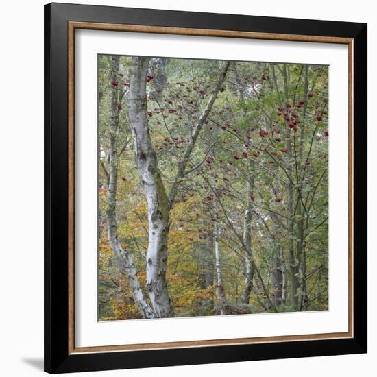 Autumn Beckoning-Doug Chinnery-Framed Photographic Print
