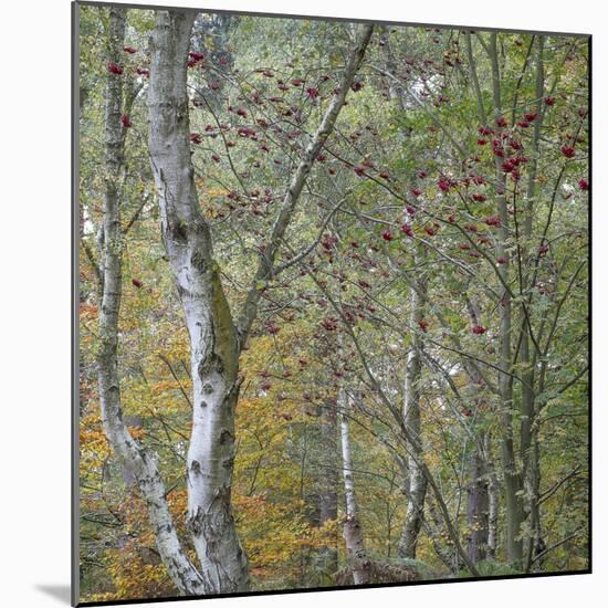 Autumn Beckoning-Doug Chinnery-Mounted Photographic Print