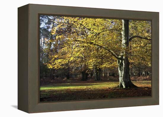 Autumn Beech Tree in the New Forest, Hampshire, England-David Clapp-Framed Premier Image Canvas