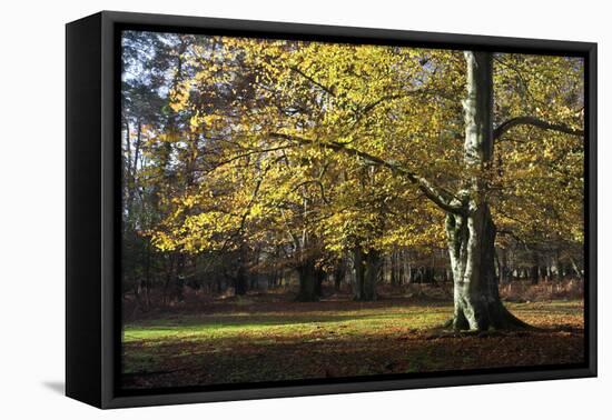 Autumn Beech Tree in the New Forest, Hampshire, England-David Clapp-Framed Premier Image Canvas