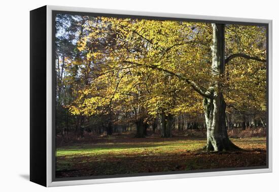 Autumn Beech Tree in the New Forest, Hampshire, England-David Clapp-Framed Premier Image Canvas