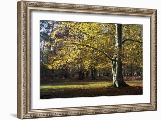 Autumn Beech Tree in the New Forest, Hampshire, England-David Clapp-Framed Photographic Print
