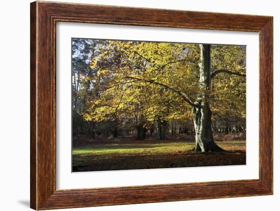 Autumn Beech Tree in the New Forest, Hampshire, England-David Clapp-Framed Photographic Print