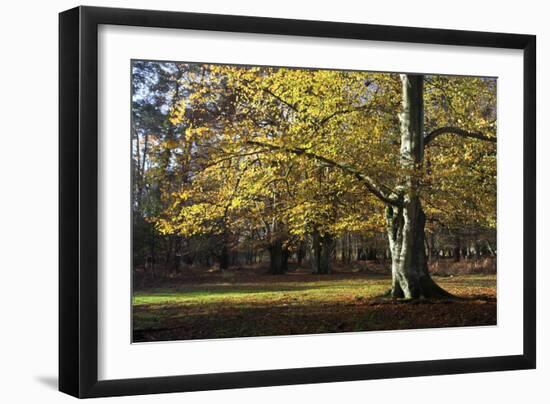 Autumn Beech Tree in the New Forest, Hampshire, England-David Clapp-Framed Photographic Print