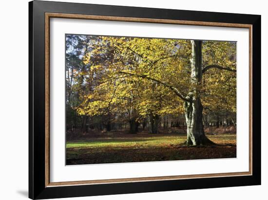 Autumn Beech Tree in the New Forest, Hampshire, England-David Clapp-Framed Photographic Print