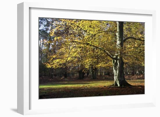 Autumn Beech Tree in the New Forest, Hampshire, England-David Clapp-Framed Photographic Print