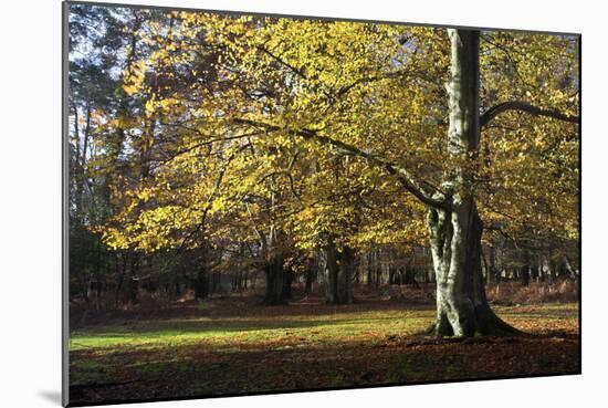 Autumn Beech Tree in the New Forest, Hampshire, England-David Clapp-Mounted Photographic Print