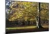 Autumn Beech Tree in the New Forest, Hampshire, England-David Clapp-Mounted Photographic Print