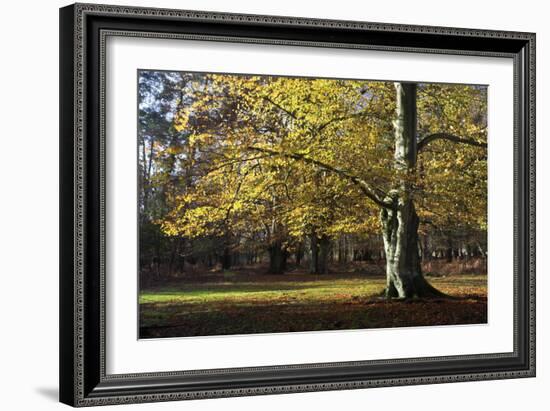 Autumn Beech Tree in the New Forest, Hampshire, England-David Clapp-Framed Photographic Print