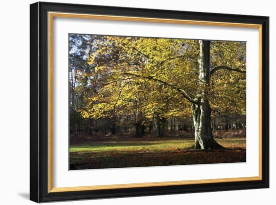 Autumn Beech Tree in the New Forest, Hampshire, England-David Clapp-Framed Photographic Print