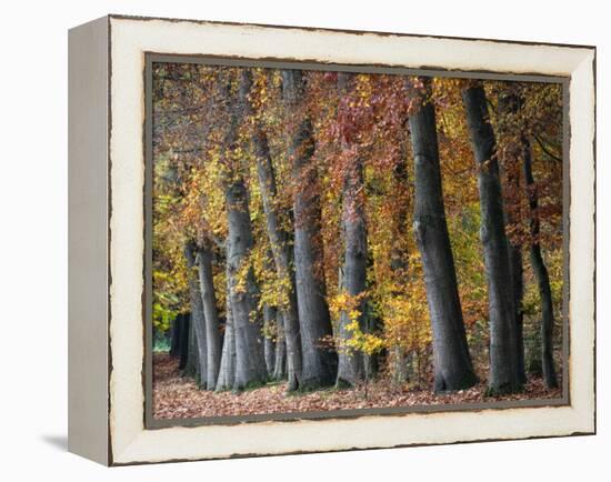 Autumn Beeches I-Cora Niele-Framed Premier Image Canvas
