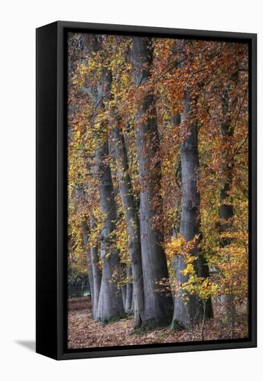 Autumn Beeches II-Cora Niele-Framed Premier Image Canvas