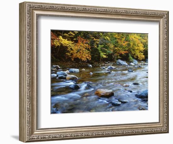 Autumn Beside the Cold River, Savoy State Forest Massachusetts, USA-Jaynes Gallery-Framed Photographic Print