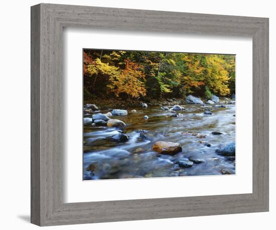 Autumn Beside the Cold River, Savoy State Forest Massachusetts, USA-Jaynes Gallery-Framed Photographic Print