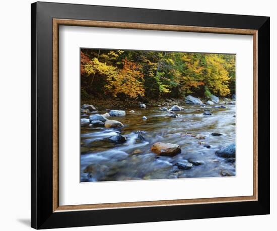 Autumn Beside the Cold River, Savoy State Forest Massachusetts, USA-Jaynes Gallery-Framed Photographic Print