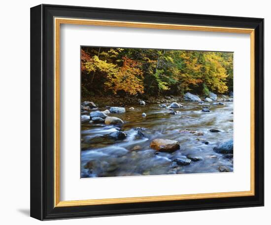 Autumn Beside the Cold River, Savoy State Forest Massachusetts, USA-Jaynes Gallery-Framed Photographic Print