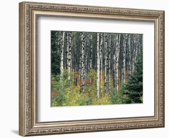 Autumn Birch-Derek Jecxz-Framed Art Print