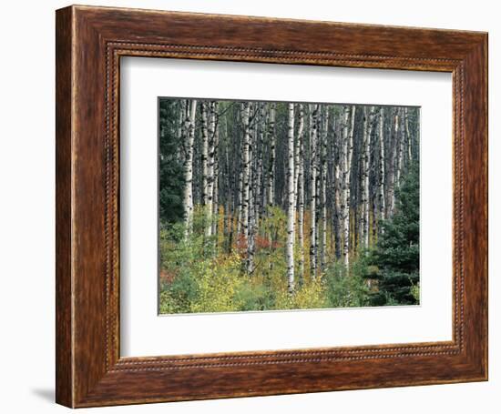 Autumn Birch-Derek Jecxz-Framed Art Print