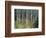 Autumn Birch-Derek Jecxz-Framed Art Print