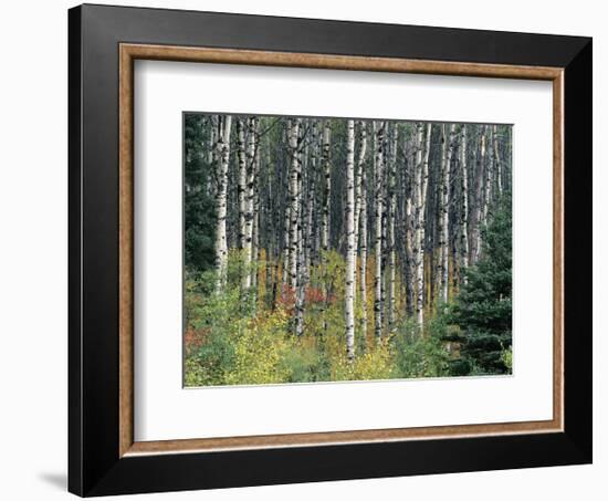 Autumn Birch-Derek Jecxz-Framed Art Print