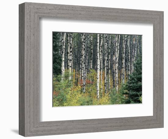 Autumn Birch-Derek Jecxz-Framed Art Print