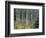 Autumn Birch-Derek Jecxz-Framed Art Print