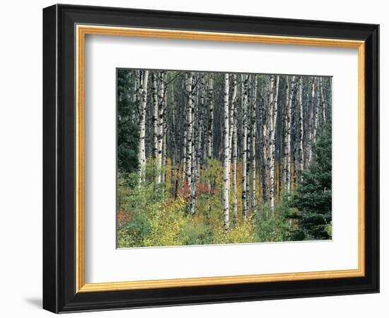 Autumn Birch-Derek Jecxz-Framed Art Print