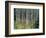 Autumn Birch-Derek Jecxz-Framed Art Print