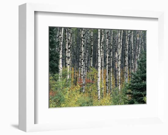 Autumn Birch-Derek Jecxz-Framed Art Print