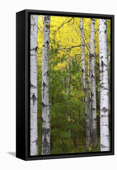 Autumn Birches, Sieur De Monts Spring, Acadia National Park, Maine, Usa-Michel Hersen-Framed Premier Image Canvas