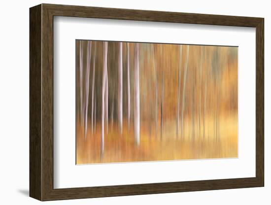 Autumn Birches-Ursula Abresch-Framed Photographic Print