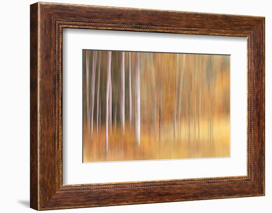 Autumn Birches-Ursula Abresch-Framed Photographic Print