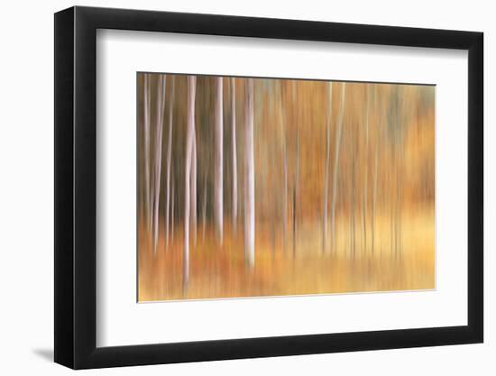 Autumn Birches-Ursula Abresch-Framed Photographic Print