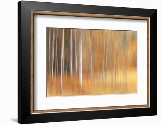 Autumn Birches-Ursula Abresch-Framed Photographic Print